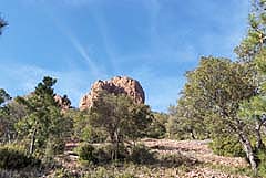 Cap Roux - Blick nach oben